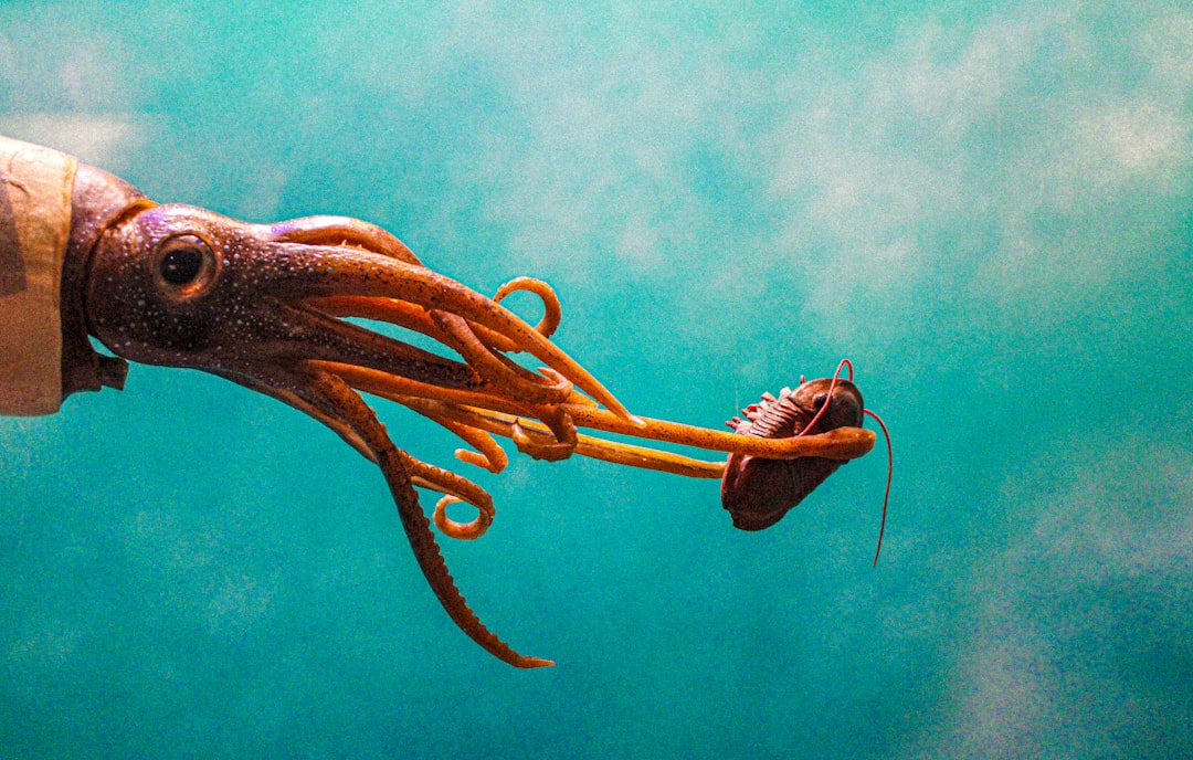 Giant Squid: From Sea Monster to Scientific Fact (image credits: unsplash)