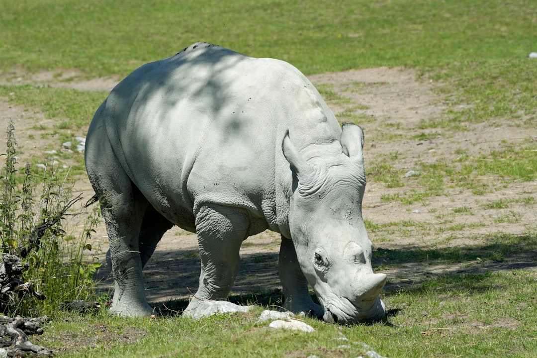 White Rhino Pregnancy Through IVF Saves Species (image credits: unsplash)