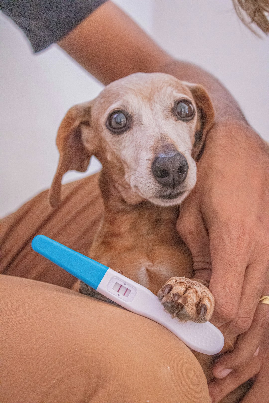 Your Beloved Pet with Euthanasia Drugs (image credits: unsplash)