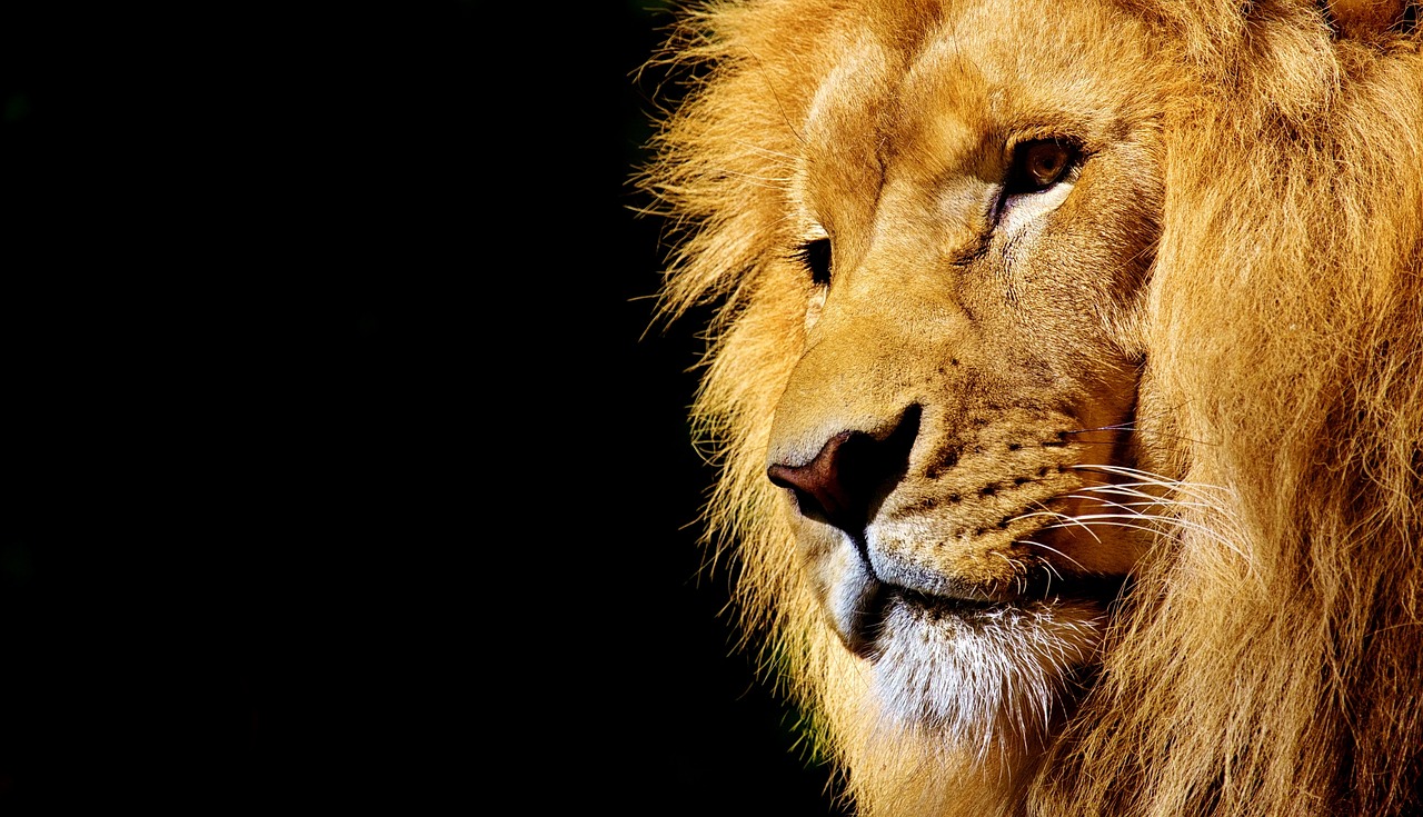 Scar: The Misguided Lion (image credits: pixabay)