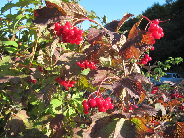 Using Your Menstrual Blood as Plant Fertilizer (image credits: flickr)