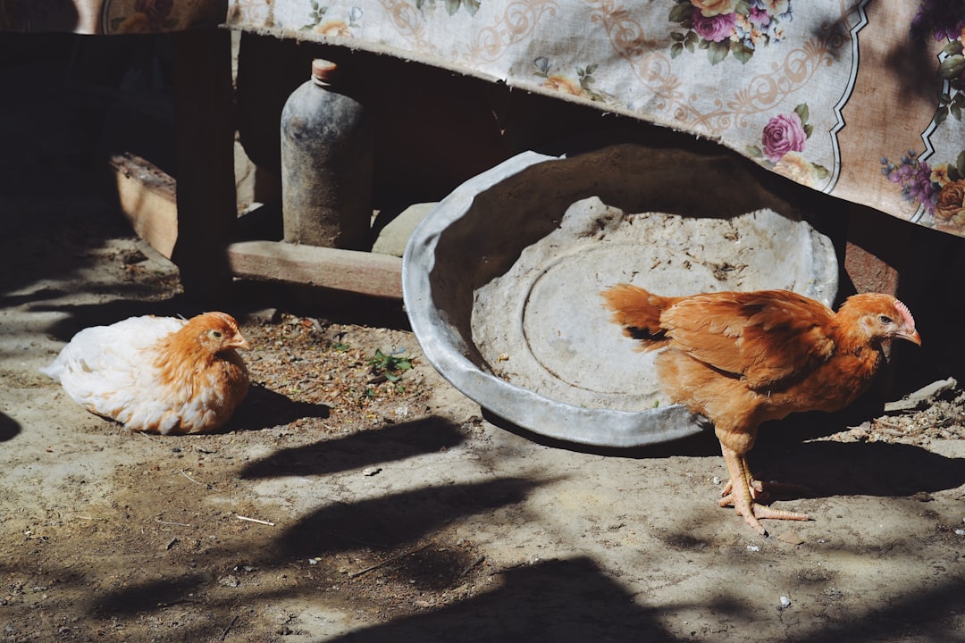 Washing Raw Chicken (image credits: unsplash)
