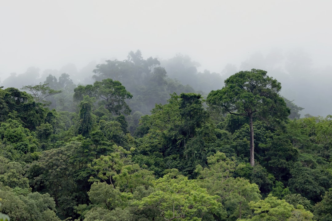 Tropical Rainforests Switching From Carbon Sinks to Carbon Sources (image credits: unsplash)