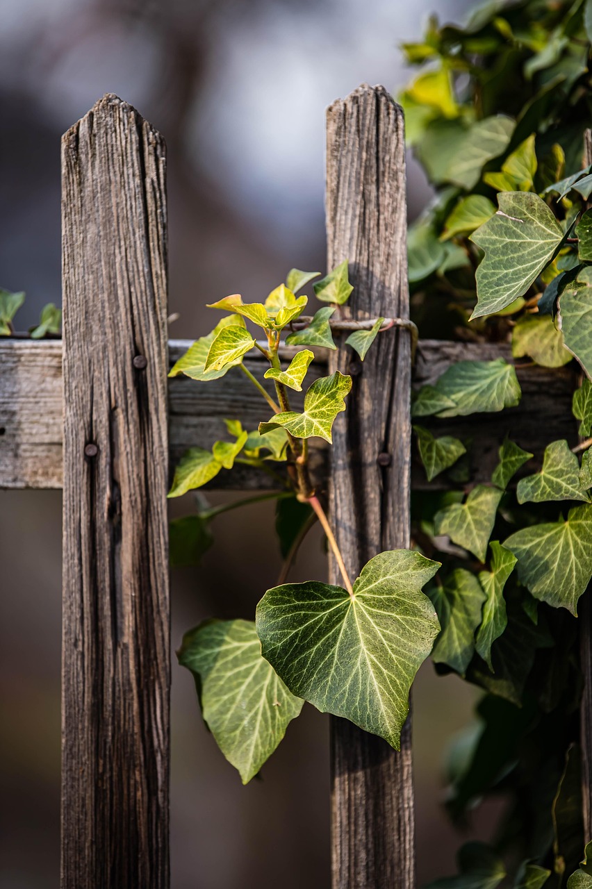 The Decline of Overly Ornate Garden Fencing (image credits: pixabay)