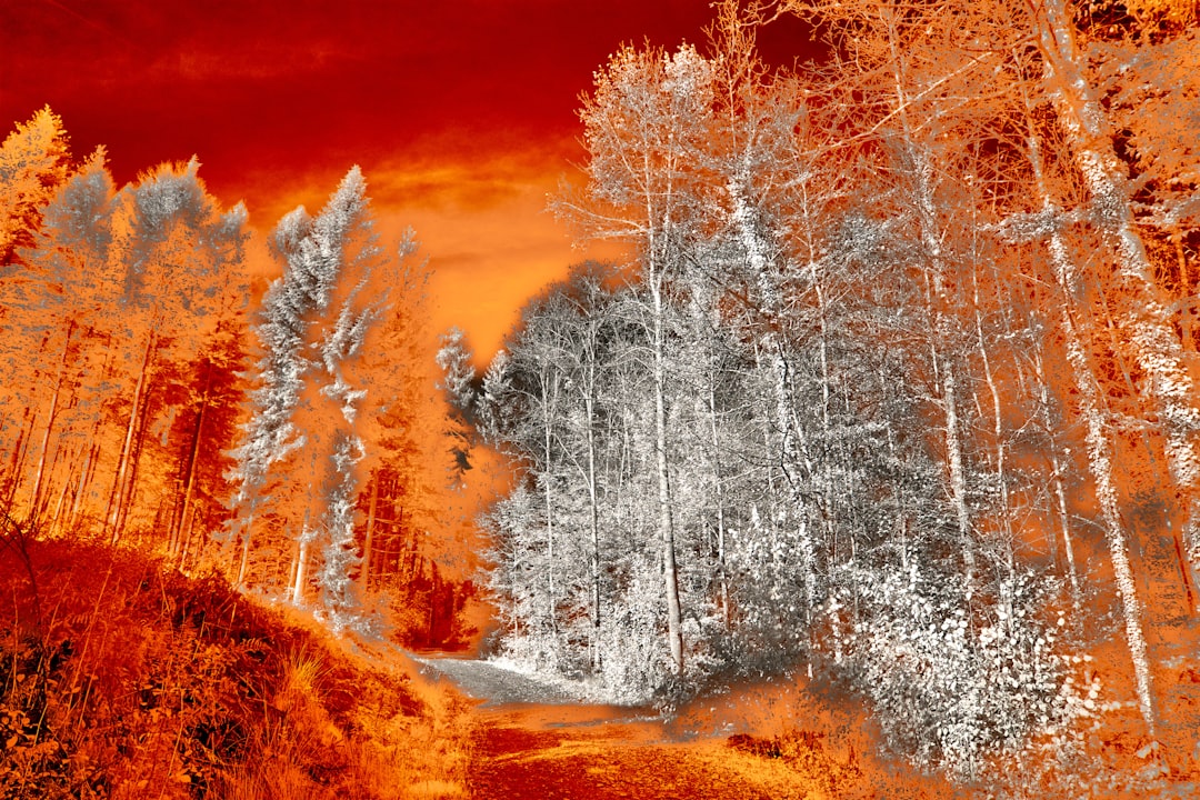 Fewer Winter Deaths in a Warmer Climate (image credits: unsplash)