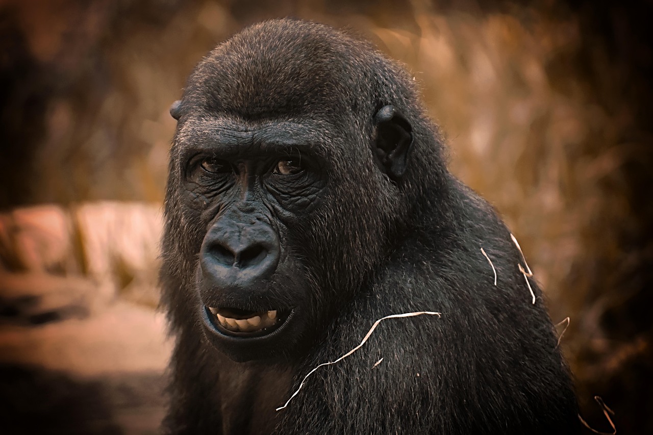 Gorillas: The “Wild Men” of Africa (image credits: pixabay)