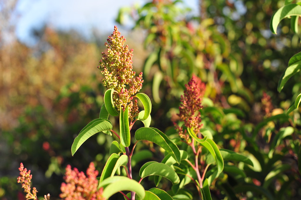 Chaparral: The Desert Herb That Destroys Kidneys and Livers (image credits: flickr)