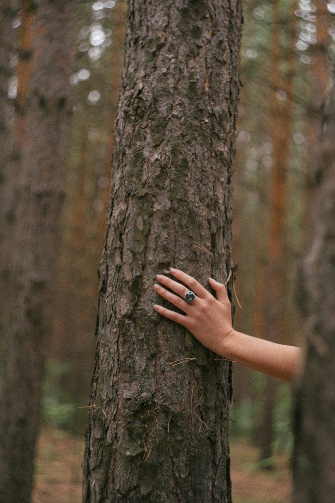 Holding Conversations with Trees (image credits: unsplash)