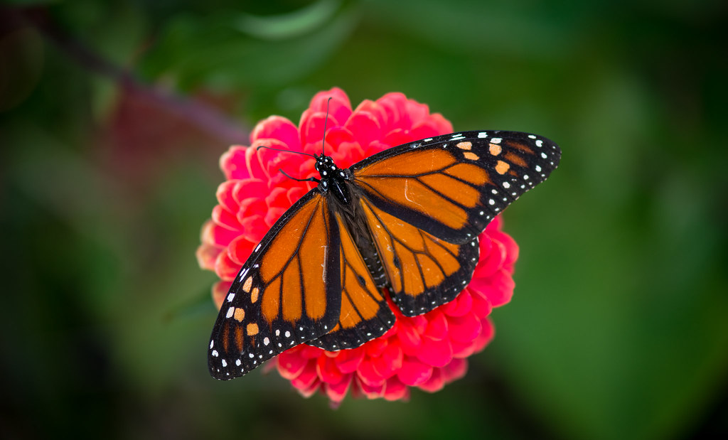 The Great Migration of Monarch Butterflies: Navigating the Impossible (image credits: flickr)