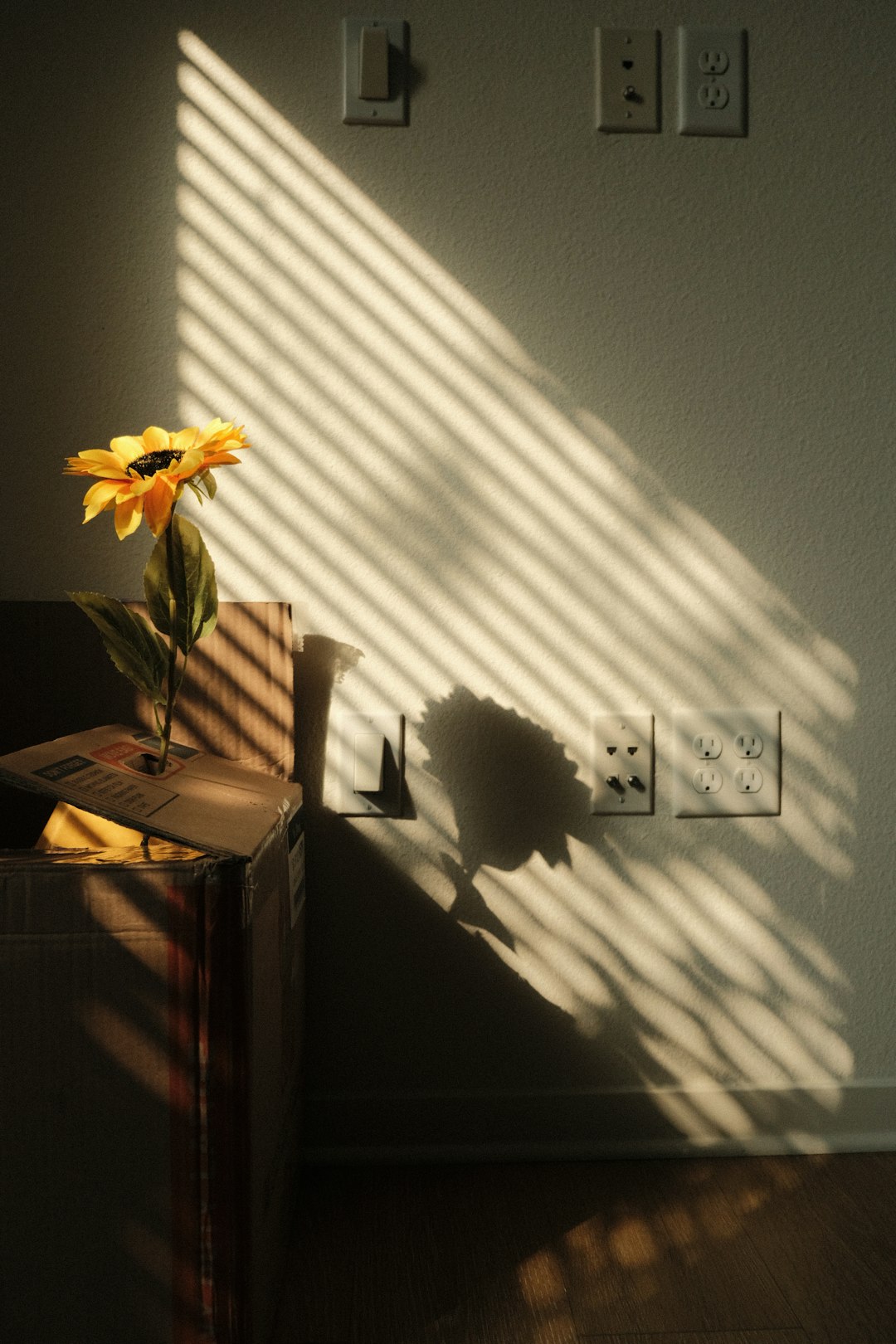 Morning Light's Direct Impact on Serotonin Production (image credits: unsplash)