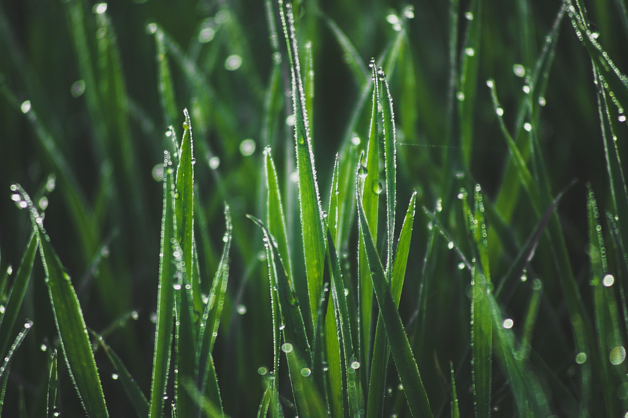 Washing Your Face with Dewdrops (image credits: pixabay)