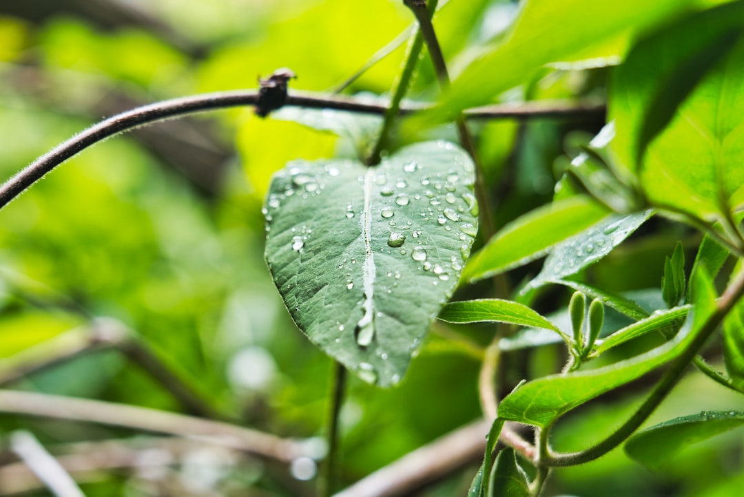 Collecting and Drinking Rainwater from Leaves (image credits: unsplash)