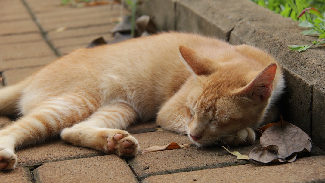 Sleeping Directly on the Earth (image credits: unsplash)