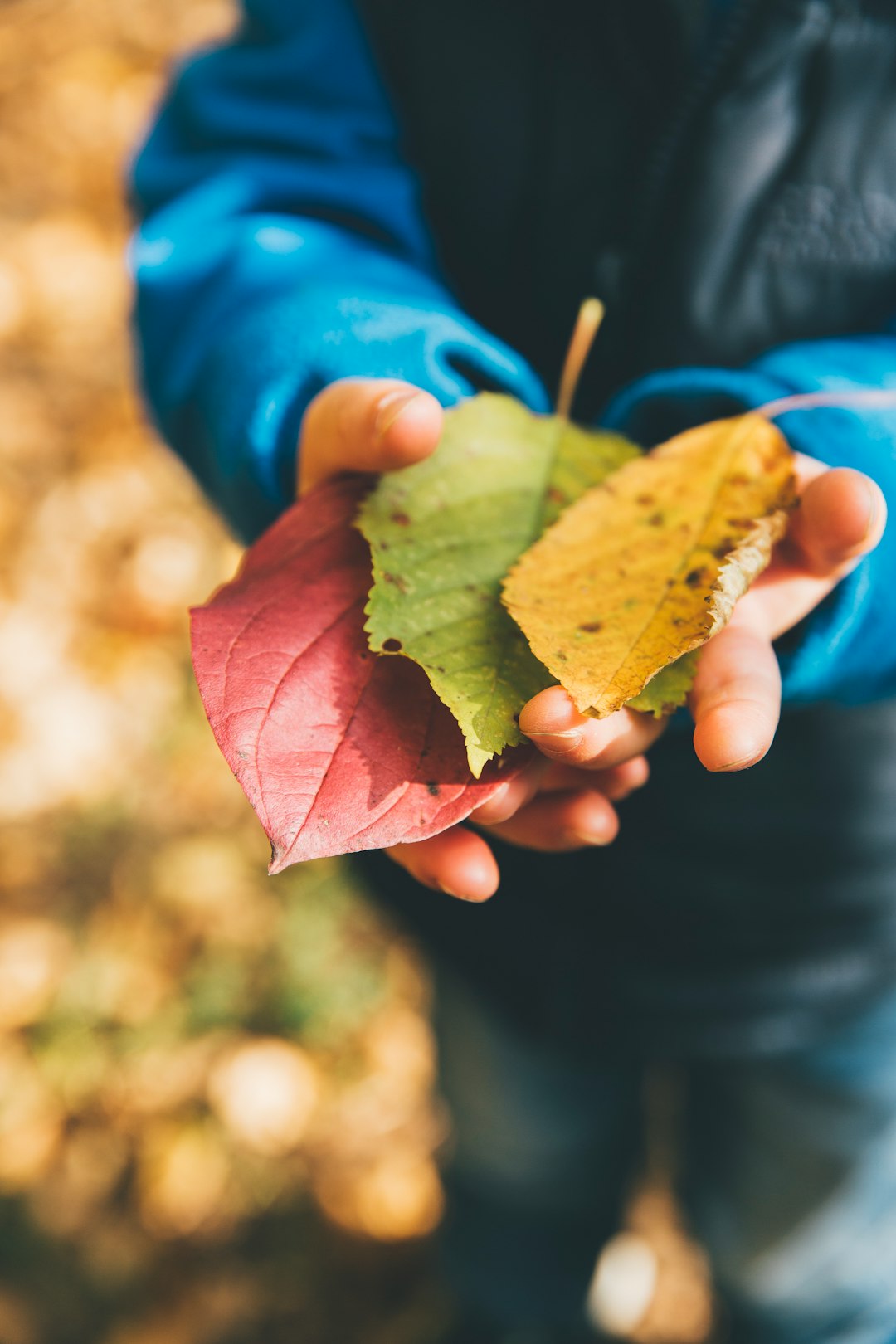 Learning With Pets and Plants (image credits: unsplash)
