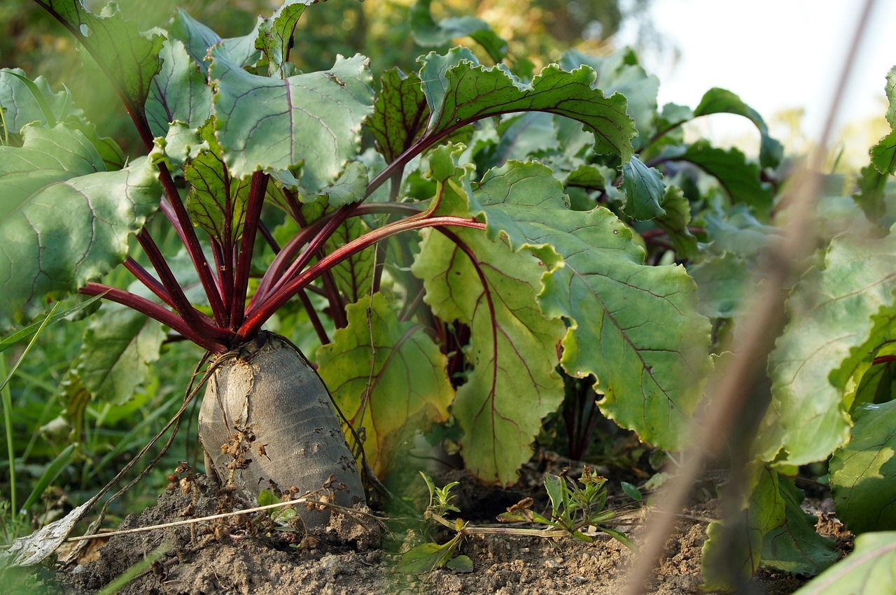 10. Beets: The Brain-Boosting Root Vegetable (image credits: pixabay)