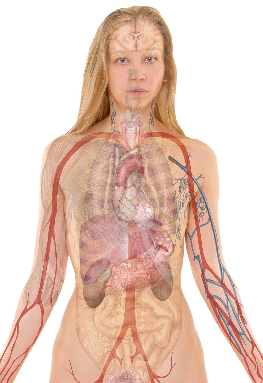 Your Respiratory System Adapts for Two (image credits: pixabay)