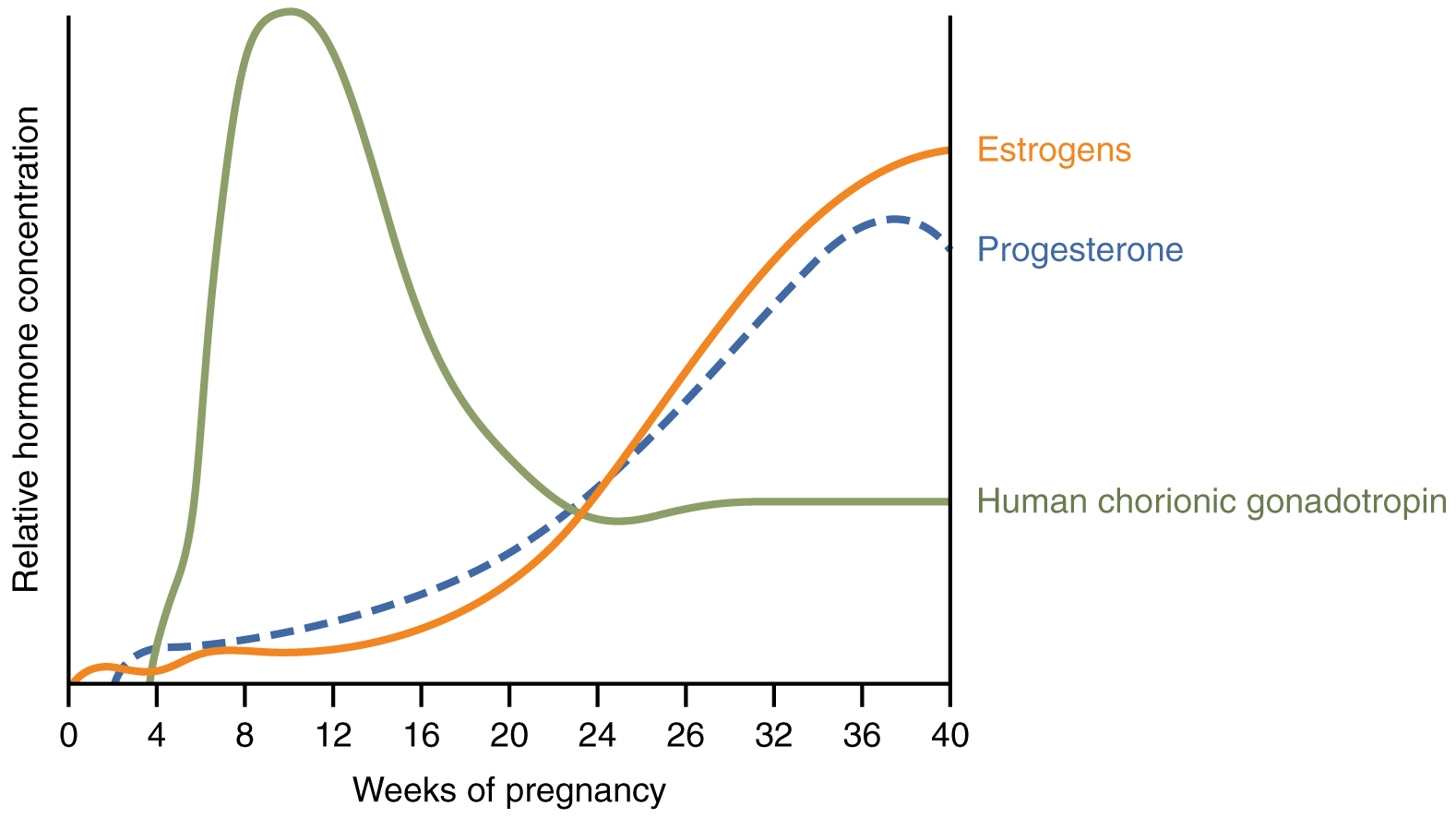 The Hormone Connection—Your Body's Chemical Changes (image credits: wikimedia)