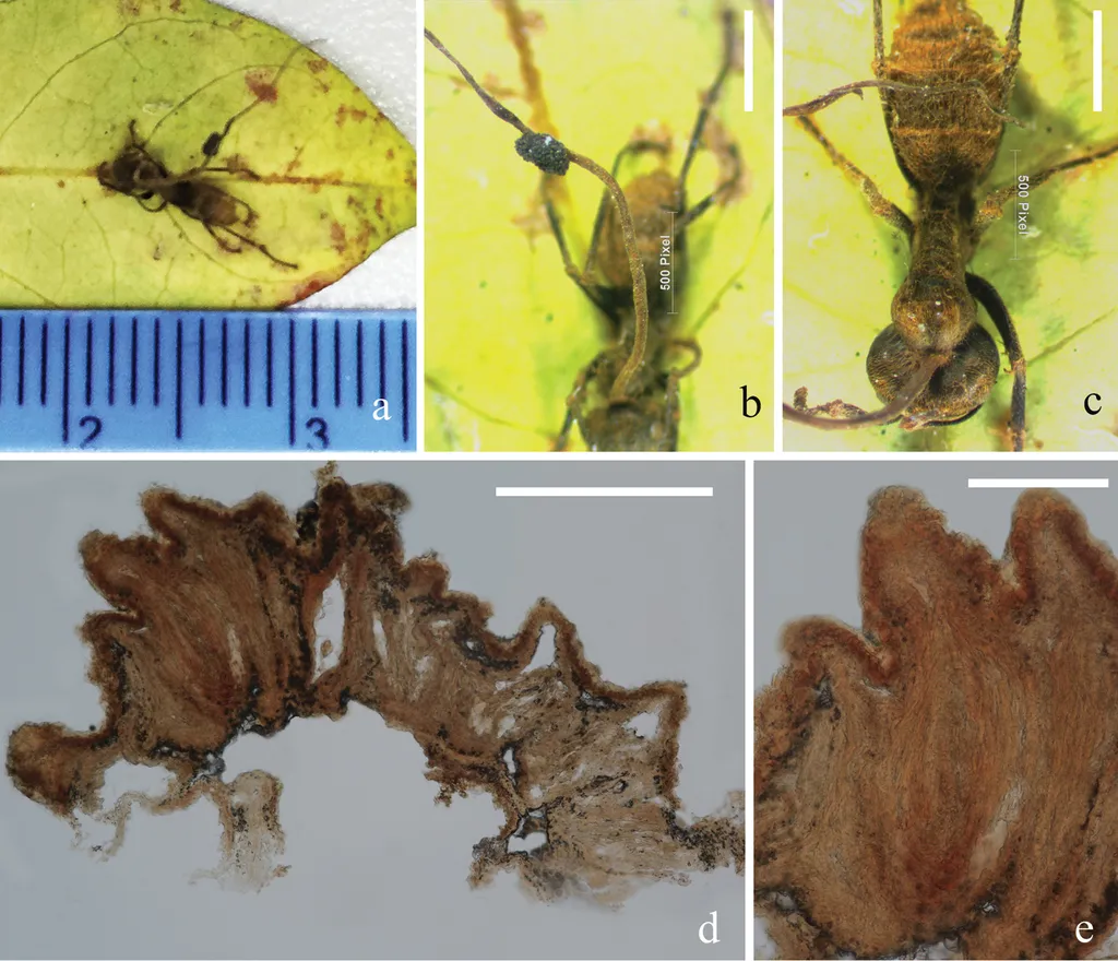 The Fungus Doesn't Actually Invade the Brain (By Wei D-P, Wanasinghe DN, Hyde KD, Mortimer PE, Xu J, Xiao Y-P, Bhunjun CS, To-anun C (2019) The genus Simplicillium. MycoKeys 60: 69-92. https://doi.org/10.3897/mycokeys.60.38040, CC BY 4.0)