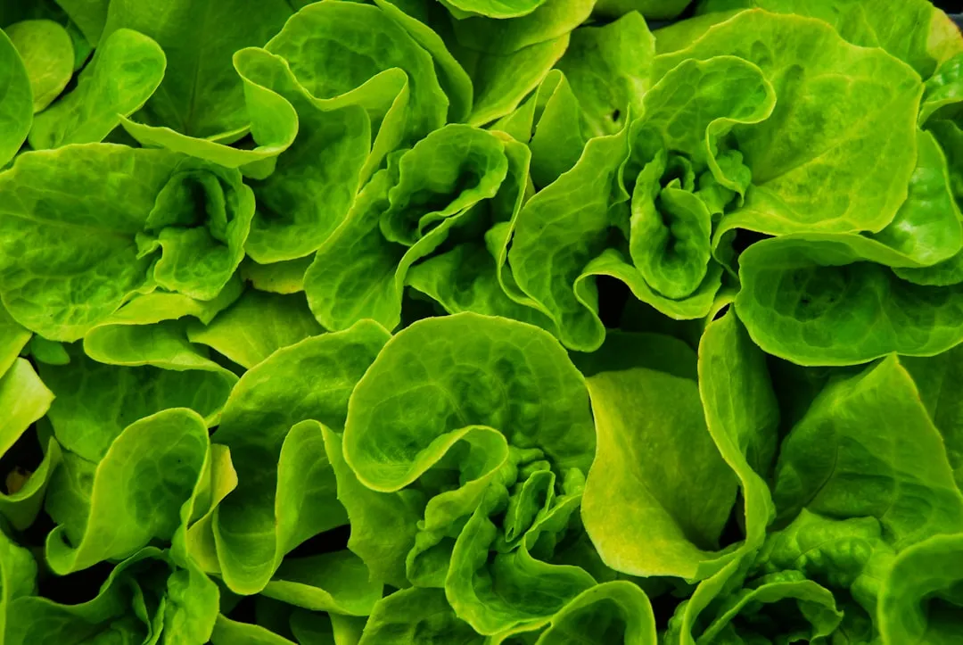 3. Leafy Greens: The Most Evidence Per Calorie (Image Credits: Unsplash)