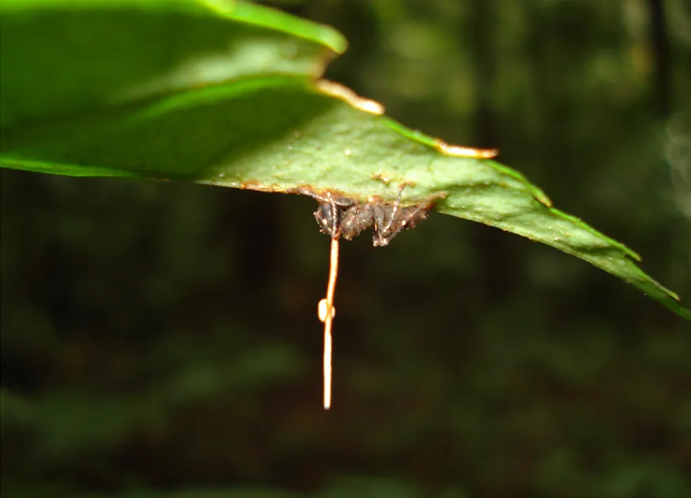 The Death Grip: Nature's Most Precise Behavior (By David P. Hughes, Maj-Britt Pontoppidan, CC BY 2.5)