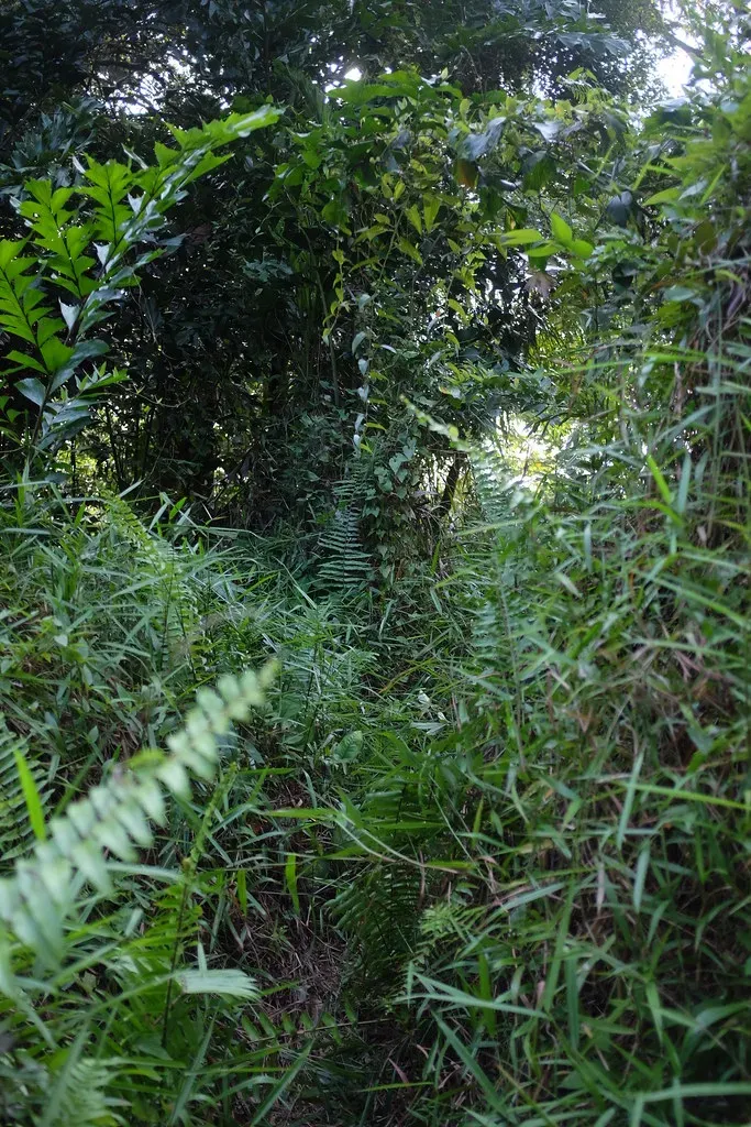 8. Letting Overgrown Trees and Shrubs Go Untrimmed (Jnzl's Photos, Flickr, <a href="https://creativecommons.org/licenses/by/2.0/" target="_blank" rel="noopener">CC BY 2.0</a>)