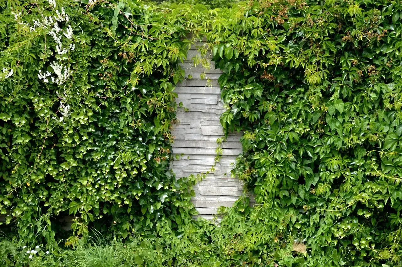 6. Overgrown hedges blocking sightlines (Image Credits: Pixabay)