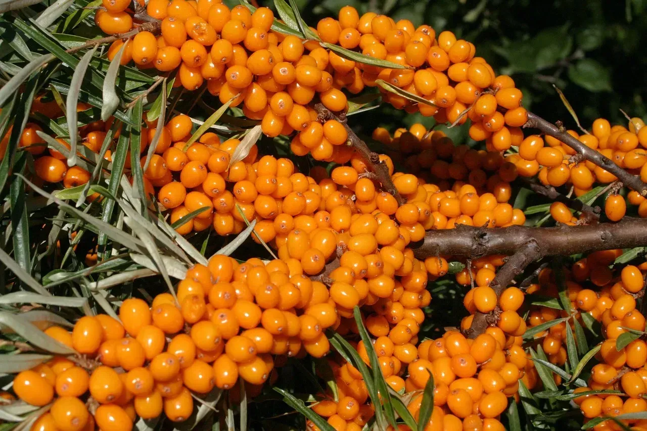 Sea buckthorn, the sour orange berry researchers keep circling back to (Image Credits: Pixabay)
