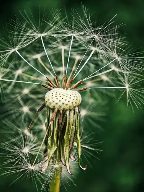 3. Letting weeds go to seed (Image Credits: Pexels)