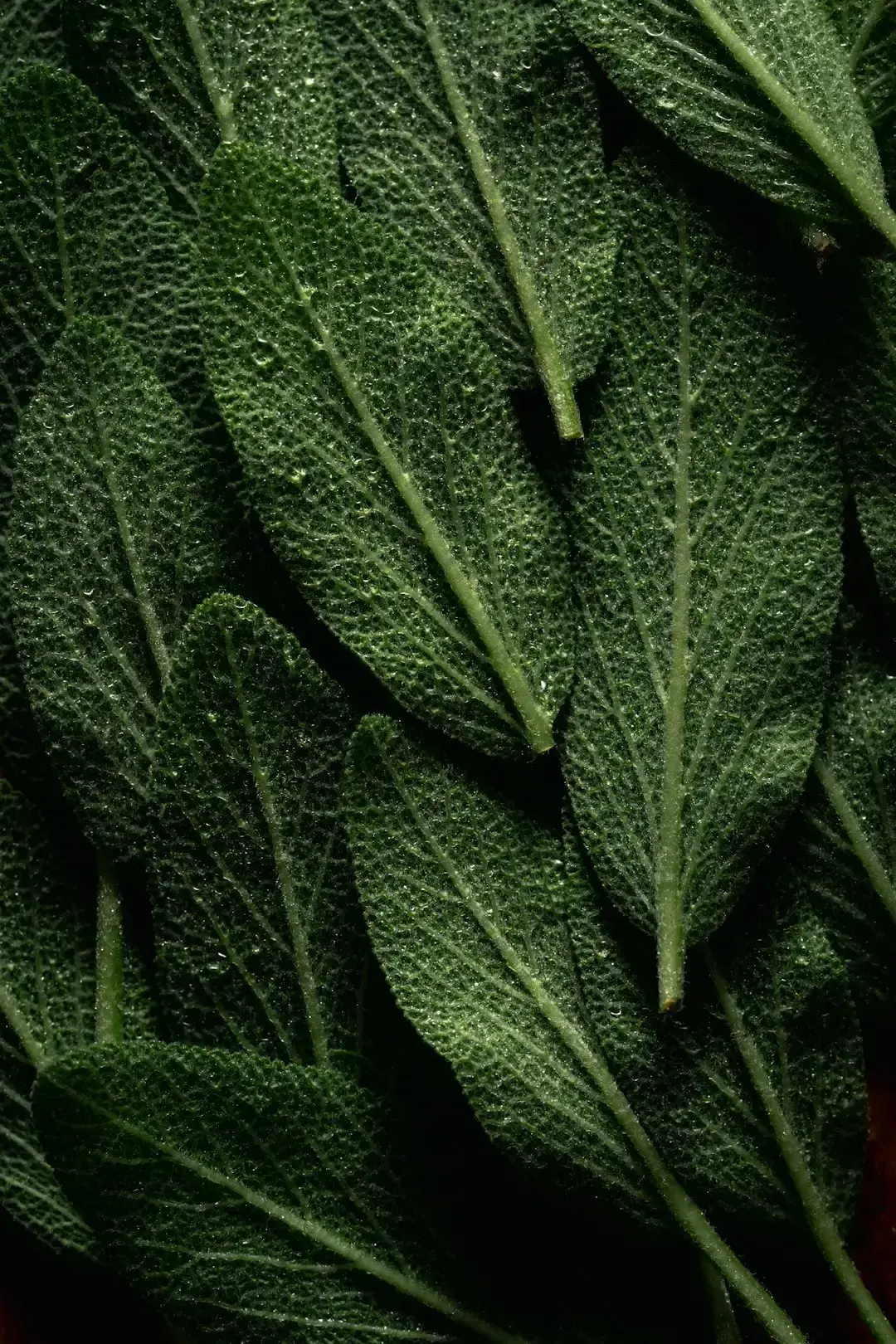 Sage (Image Credits: Unsplash)