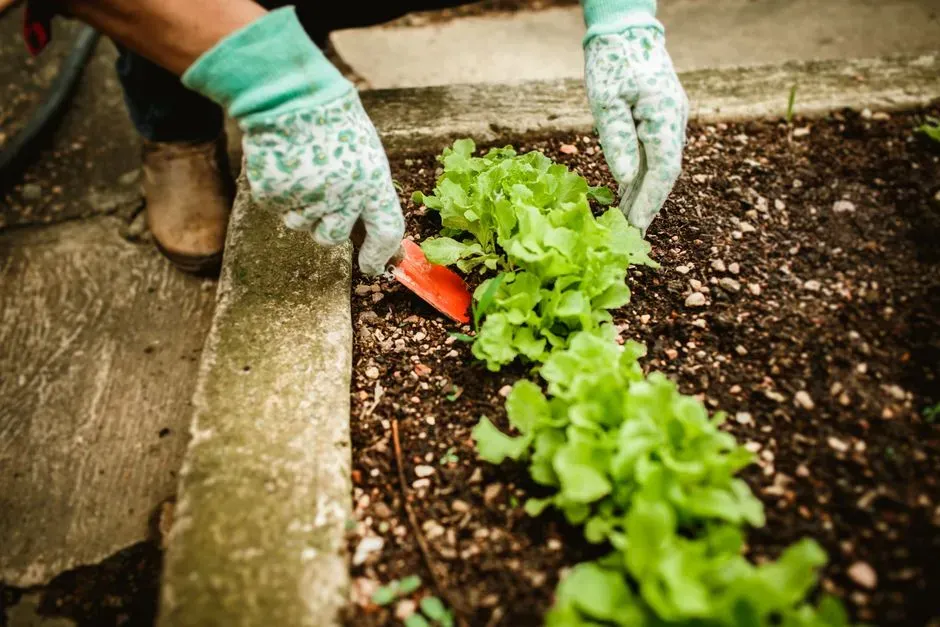 Growing your own vegetables (Image Credits: Pexels)