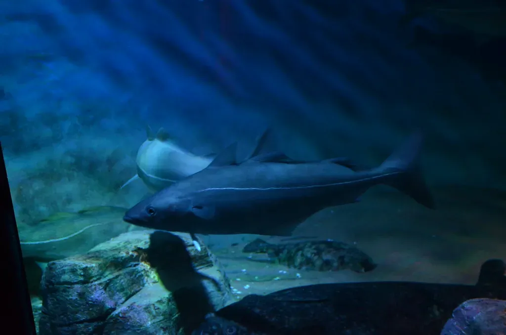 Halibut: A Firm Flatfish With Serious Nutritional Depth (shankar s., Flickr, <a href="https://creativecommons.org/licenses/by/2.0/" target="_blank" rel="noopener">CC BY 2.0</a>)