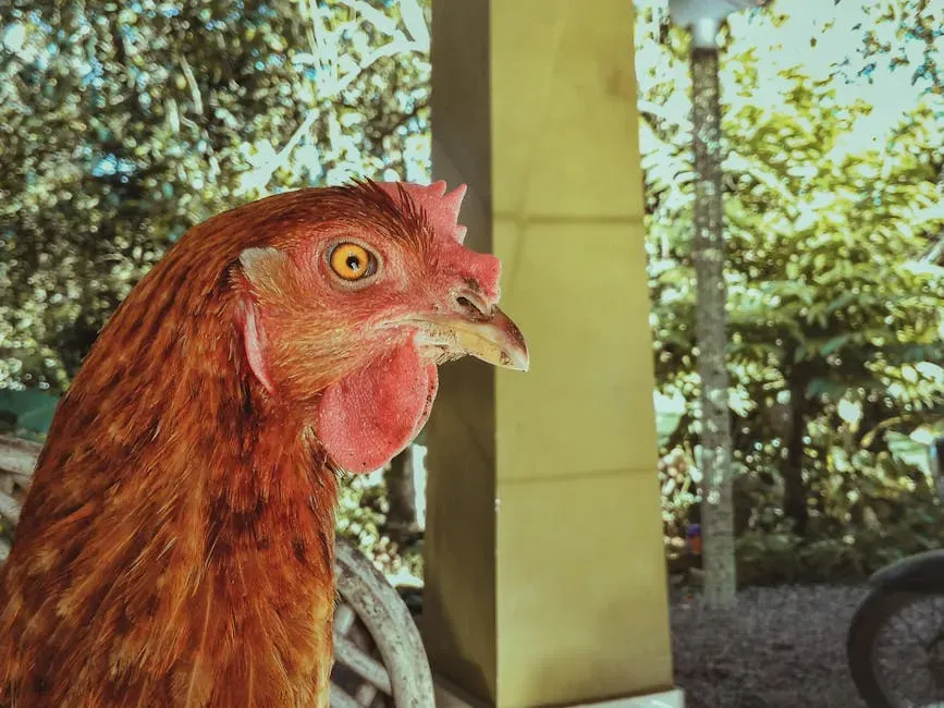 4. "Scarce as Hen's Teeth" (Image Credits: Pexels)