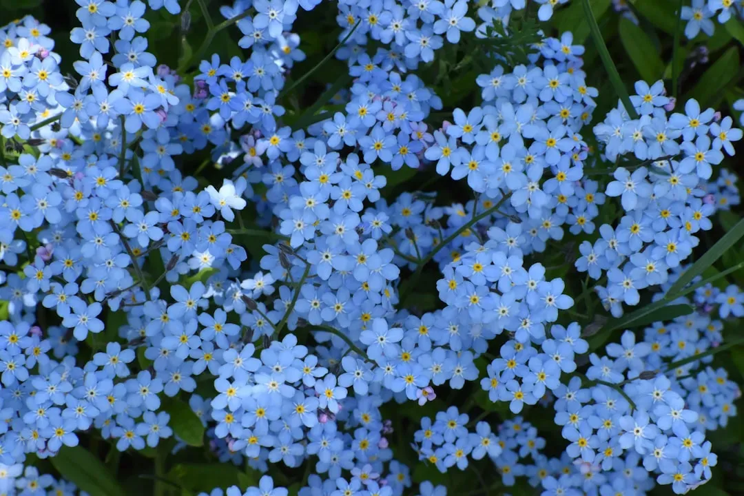 8. Forget-me-not (Image Credits: Unsplash)