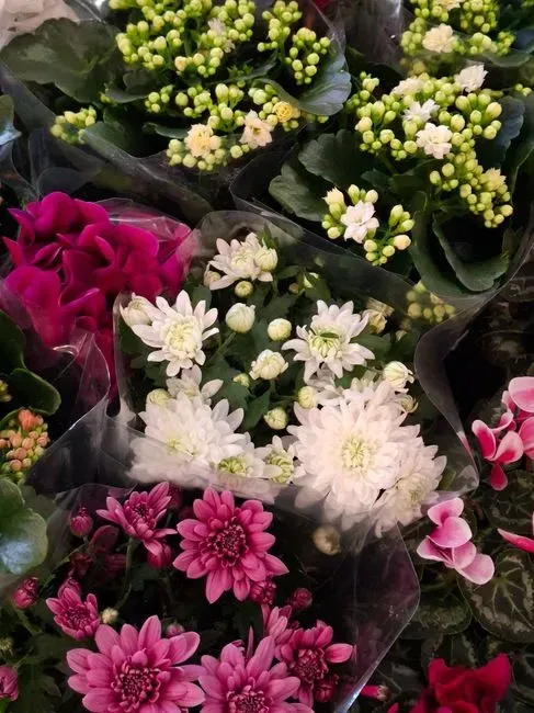 5. Real houseplants and fresh flowers, not artificial ones (Image Credits: Pexels)