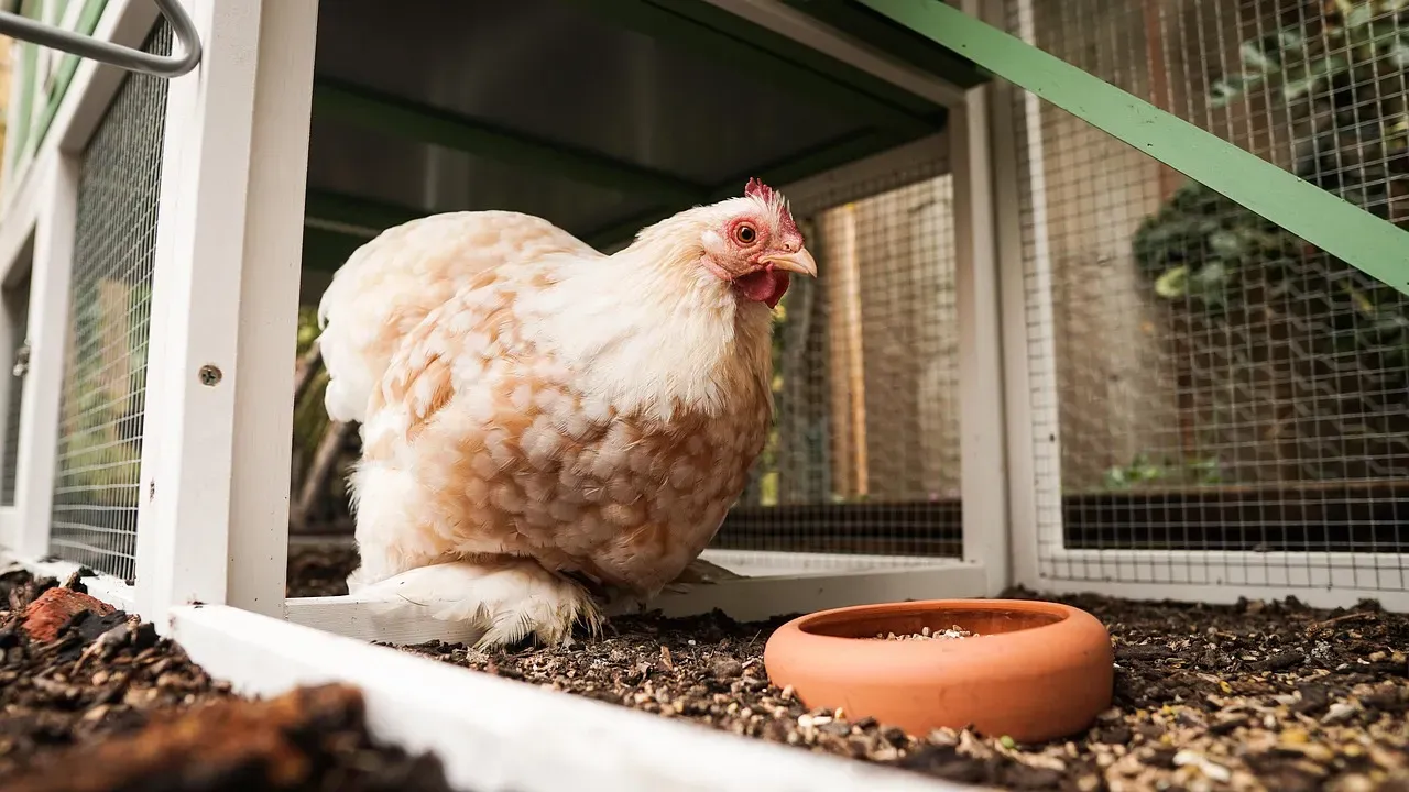 4. Cleaning the chicken coop (Image Credits: Pixabay)