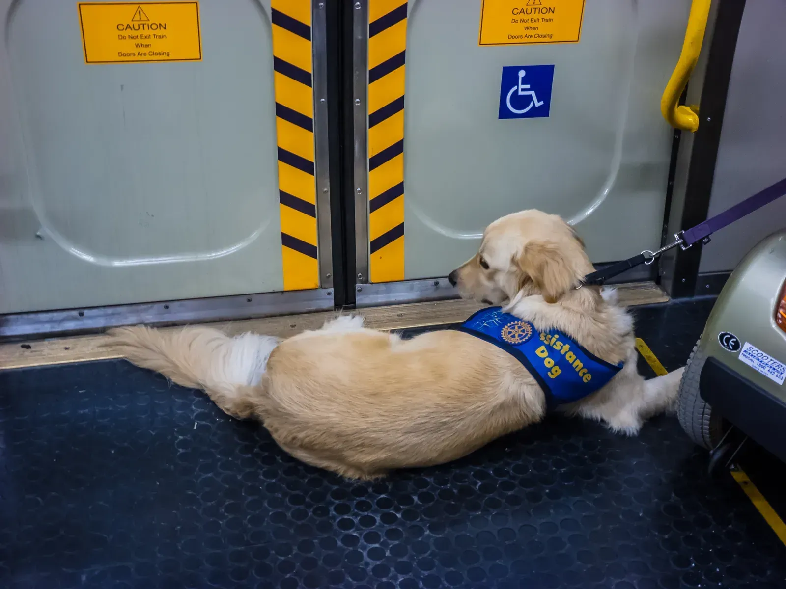 4. Faking a service animal to bring in a pet (By John Robert McPherson, <a href="https://commons.wikimedia.org/w/index.php?curid=92330420" target="_blank" rel="noopener">CC BY-SA 4.0</a>)