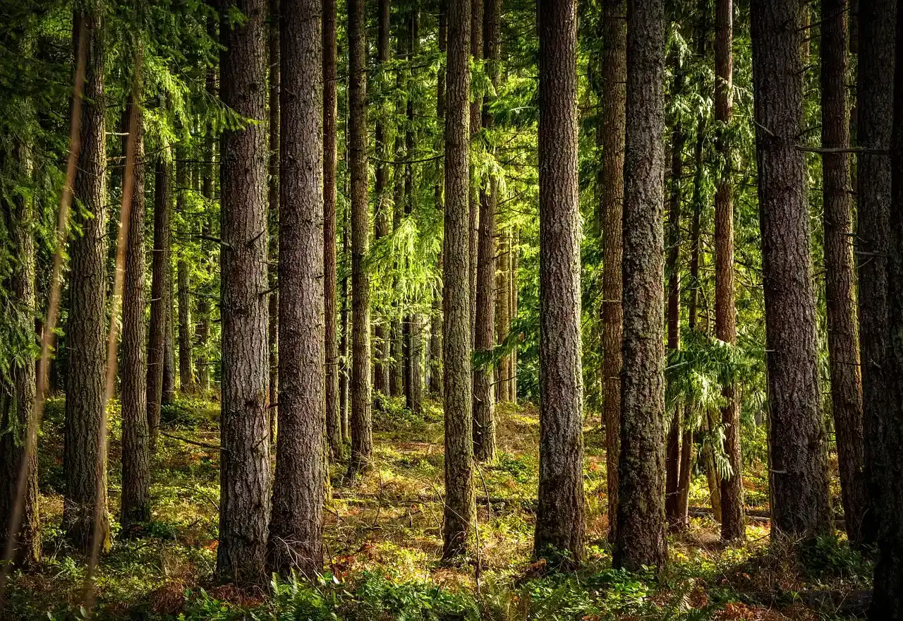 2. Douglas Fir (Pseudotsuga menziesii) (Image Credits: Pixabay)