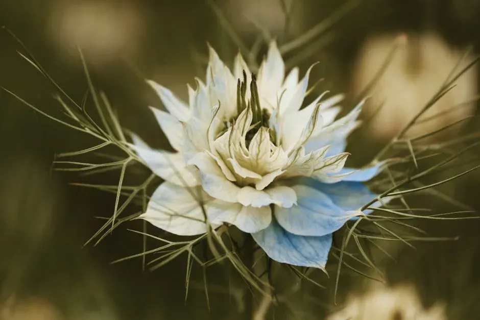 3. Nigella (love-in-a-mist) (Image Credits: Pexels)