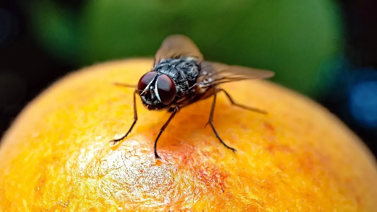 Fresh Fruits and Vegetables With Hidden Pests (Image Credits: Pixabay)