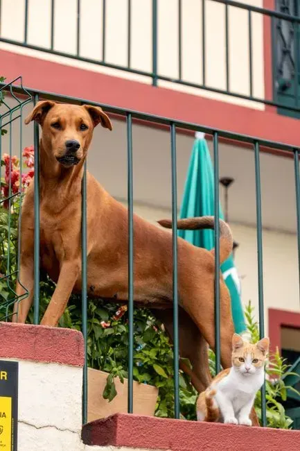 6. Unregistered pets or pets that violate breed or size rules (Image Credits: Pexels)