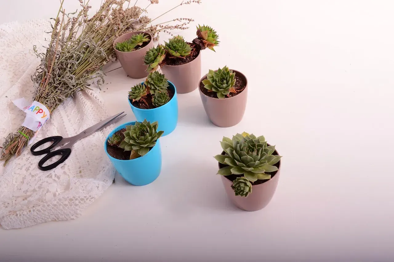 11. Try indoor gardening (Image Credits: Pixabay)