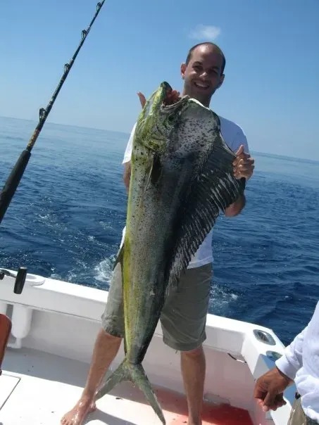 6. Mahi-mahi (formerly dolphinfish) (photograph, <a href="https://commons.wikimedia.org/w/index.php?curid=6370188" target="_blank" rel="noopener">CC BY-SA 3.0</a>)