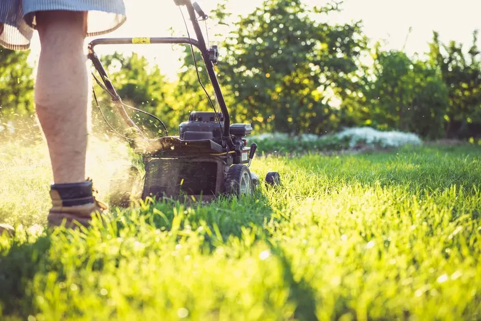 People are letting go of the perfect lawn (Image Credits: Pexels)