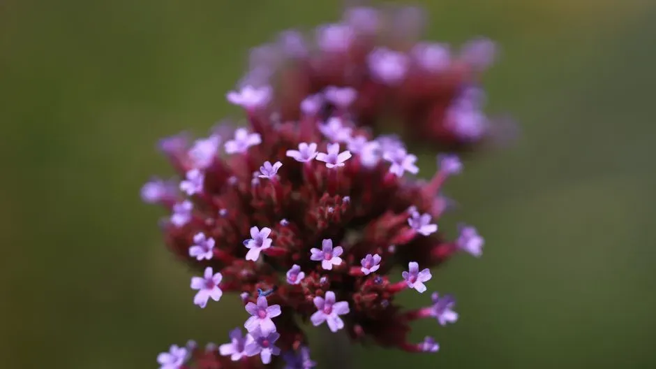 10. Verbena bonariensis (Image Credits: Pexels)