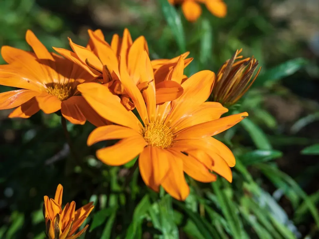 6. Calendula (Image Credits: Unsplash)