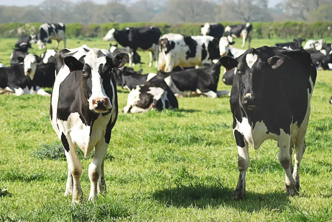 7. Products from countries facing active livestock disease outbreaks (Image Credits: Unsplash)