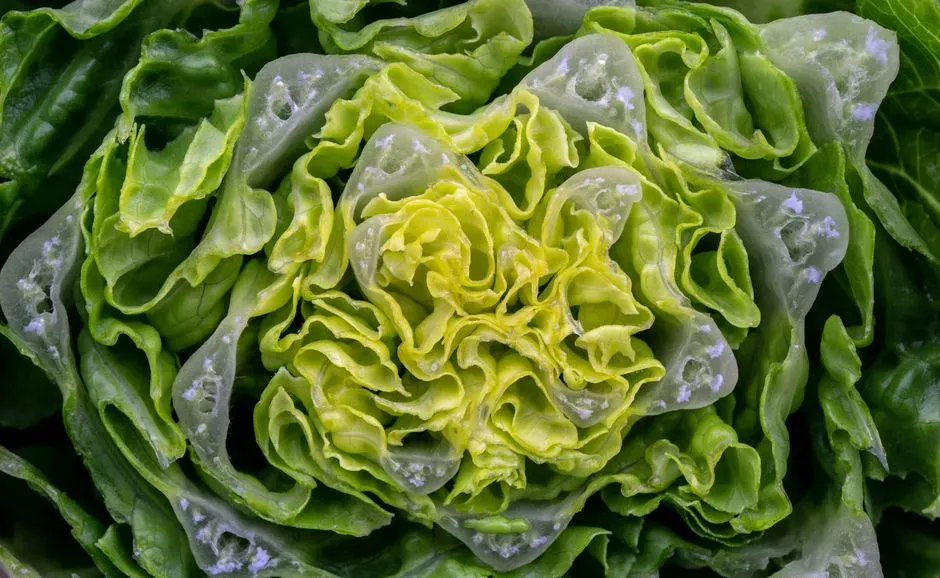 3. Iceberg lettuce as a flavor base (Image Credits: Pexels)