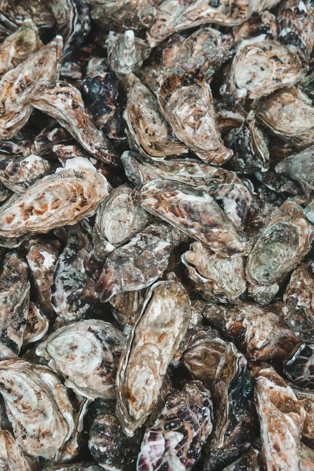 Oyster Stew on Christmas Eve (Image Credits: Unsplash)