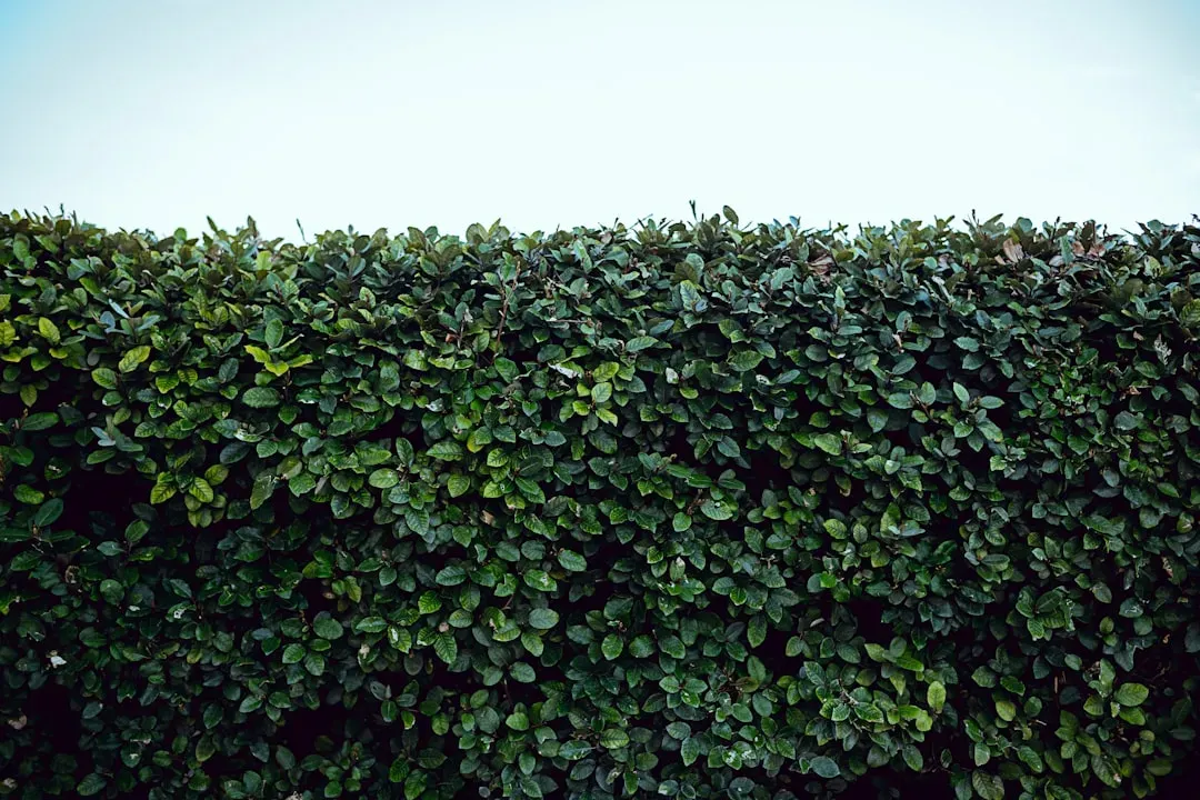 14. Letting a slightly overgrown hedge or fence issue slide during the adjustment period (Image Credits: Unsplash)