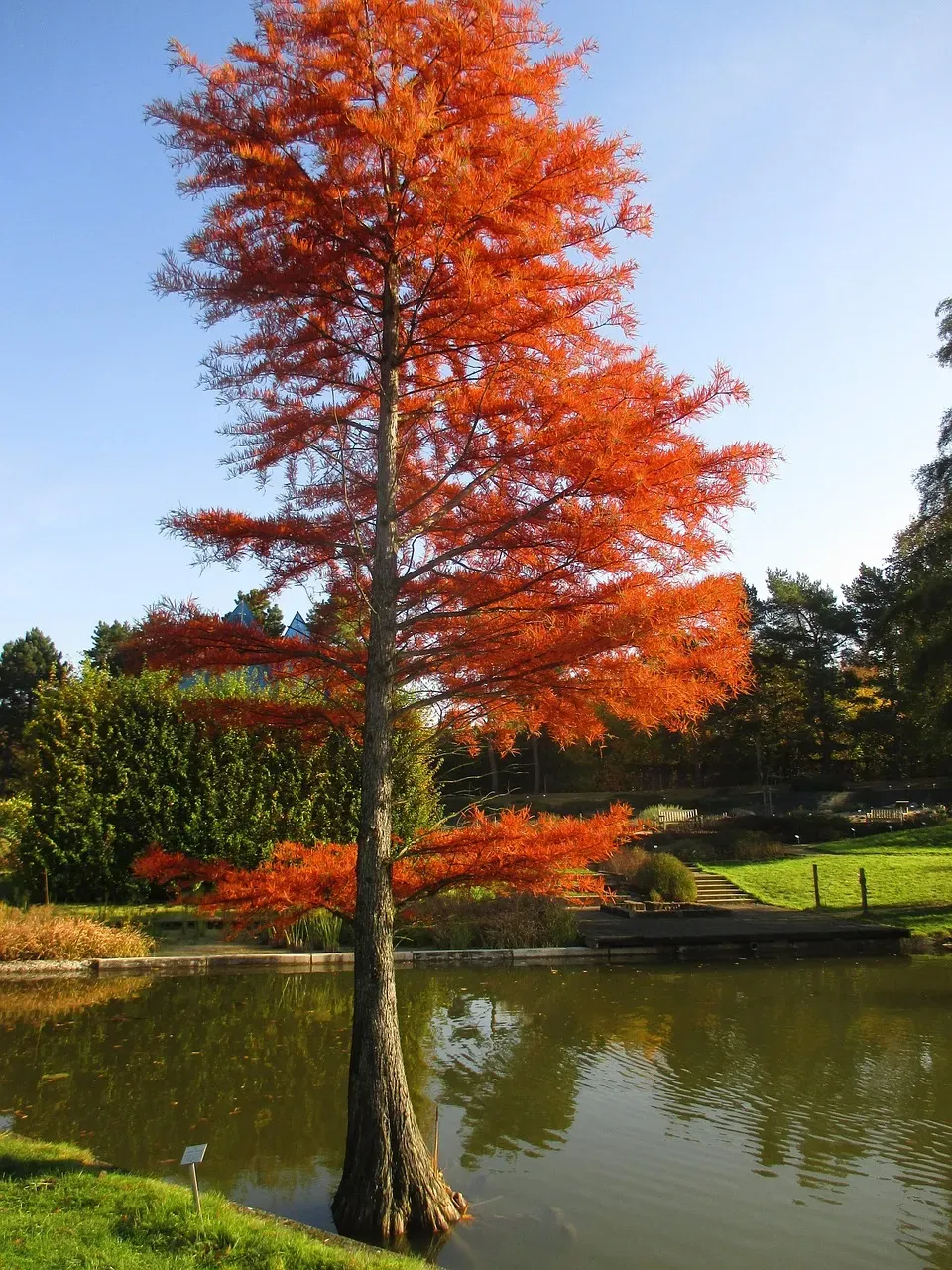 3. Bald Cypress (Taxodium distichum) (Image Credits: Pixabay)